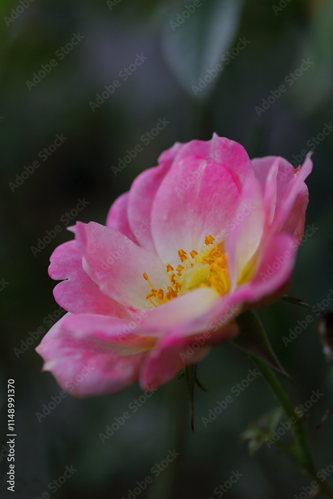 Fototapeta premium 可憐なピンクの花を咲かすハマナス