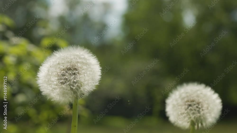 A dandelion having its seeds blown away in a green garden on a beautiful Summer day A dandelion having its seeds blown away in a green garden on a beautiful Summer day