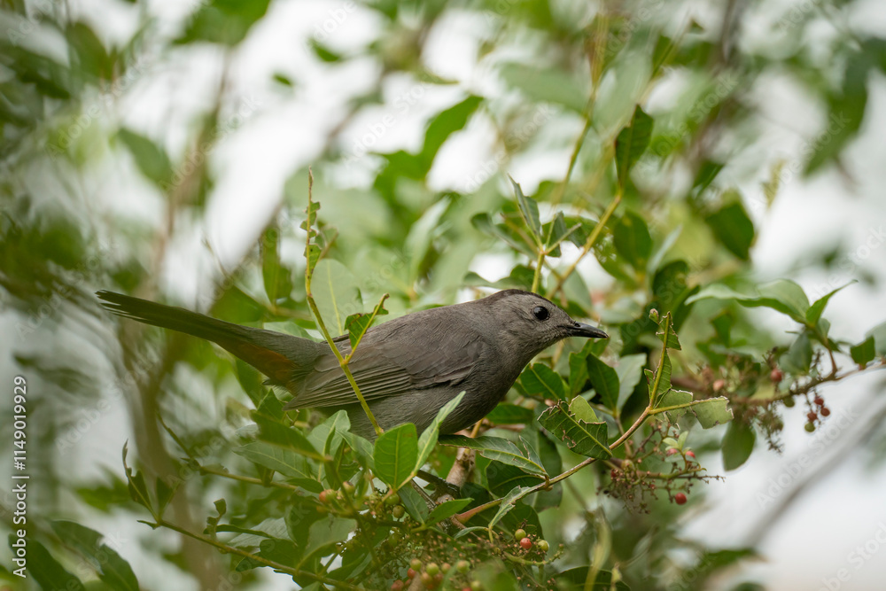 A Gray Catbird bird perched on a tree branch in summer Florida shrubs A Gray Catbird bird perched on a tree branch in summer Florida shrubs
