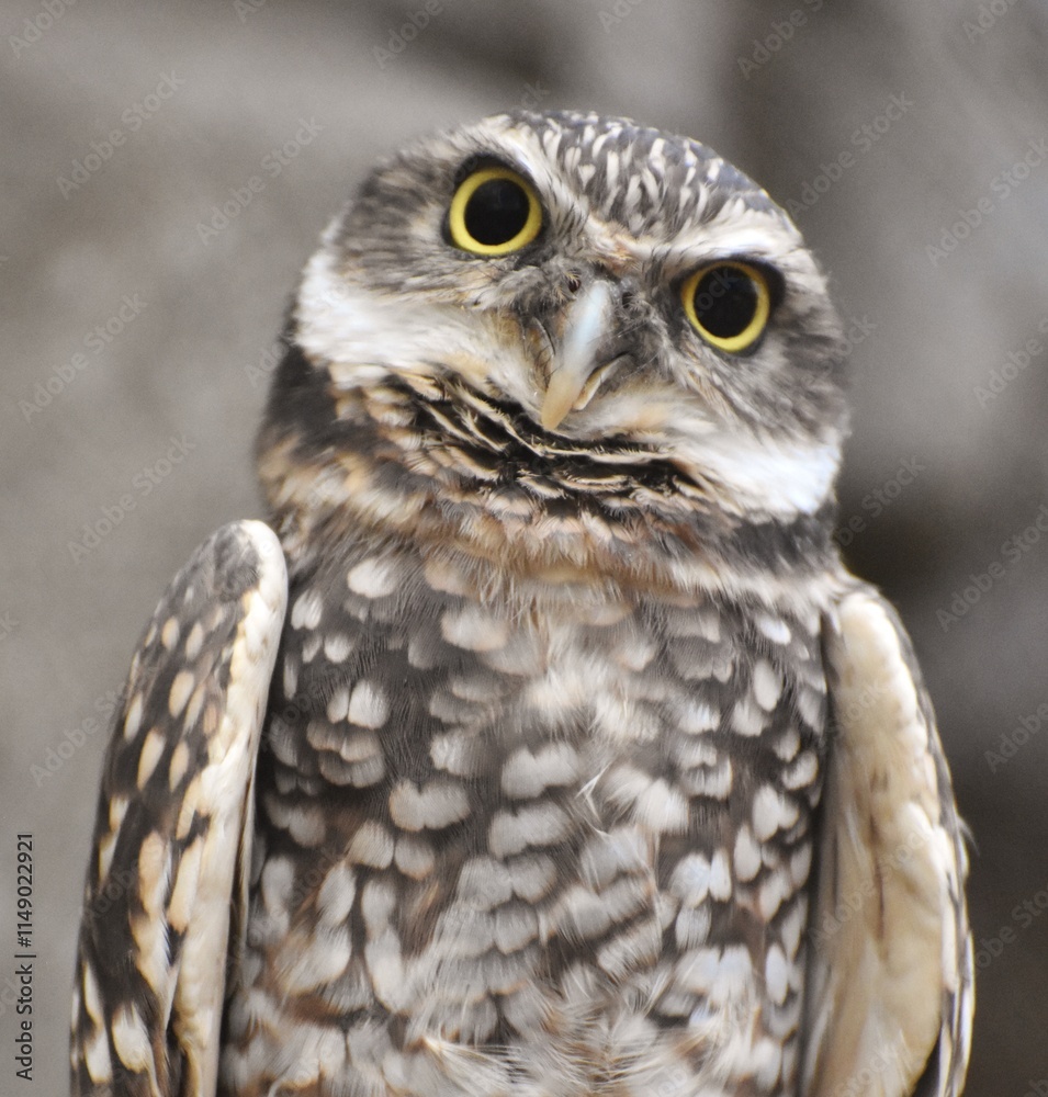 Obraz premium The burrowing owl (Athene cunicularia) is a small, long-legged owl found throughout North and South America