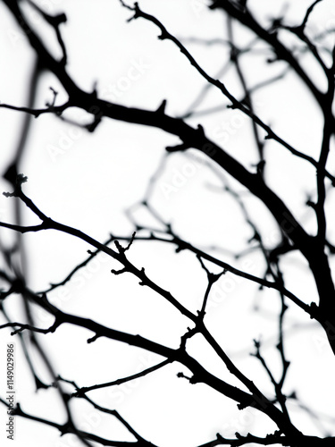 branches noires sur fond blanc