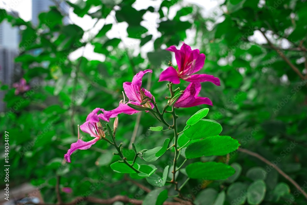 Vibrant Bauhinia blakeana pink flowers among green leaves Vibrant Bauhinia blakeana pink flowers among green leaves