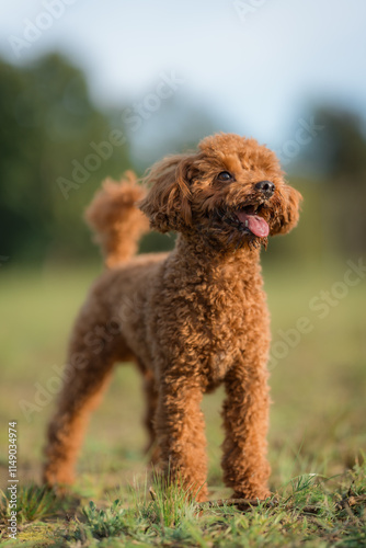 A rbrown toy poodle dog with its tongue sticking out. Happy toy poodle puppy on a walk in the public park