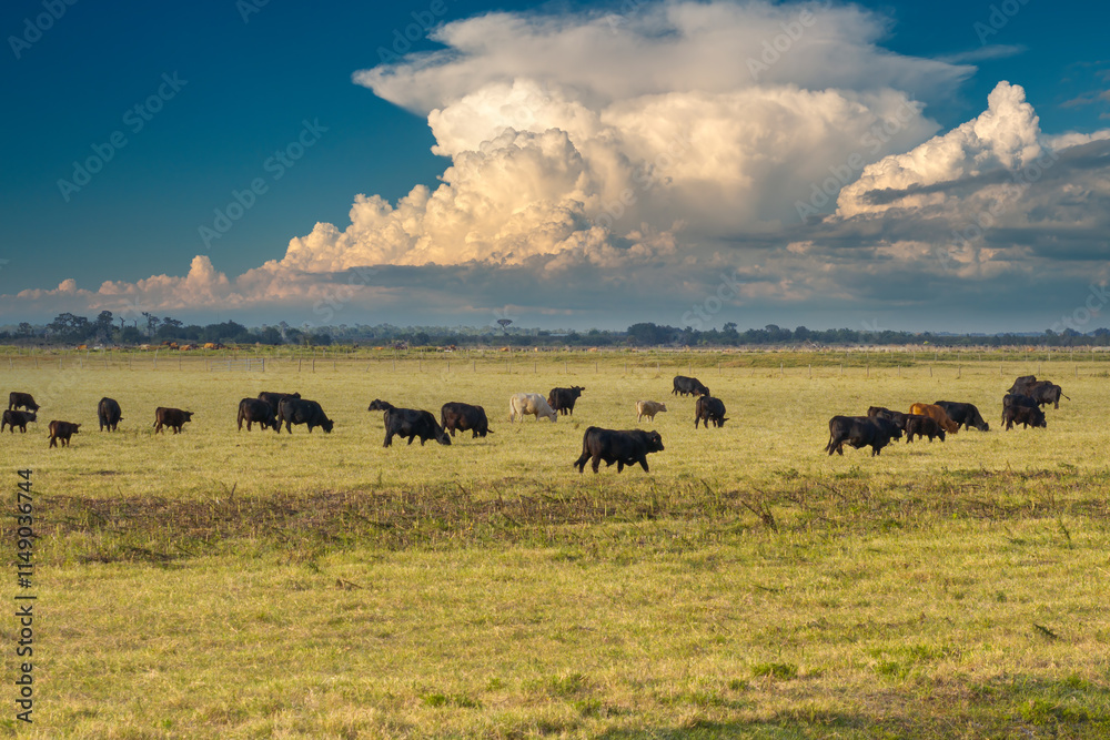 Herd of dairy cattle grazing in pasture field. Milk cows on green farm grassland in Florida Herd of dairy cattle grazing in pasture field. Milk cows on green farm grassland in Florida