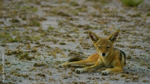 A beautiful young black-backed jackal (Lupulella mesomelas) resting in savannah. photo