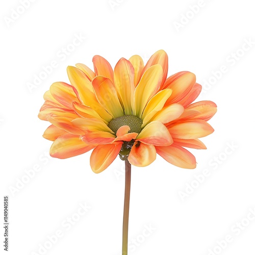 daisy flower isolated on white background photo