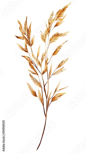 wheat stalk isolated on white background photo