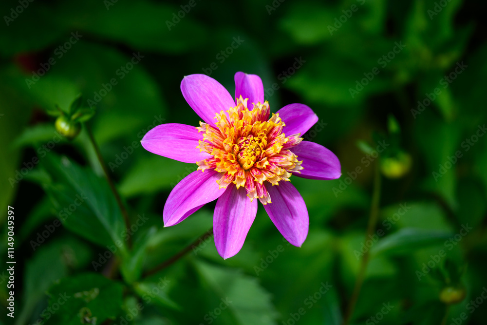 Closeup of pink and yellow zinnia flower blooming in a fall garden, dramatic nature background
Closeup of pink and yellow zinnia flower blooming in a fall garden, dramatic nature background