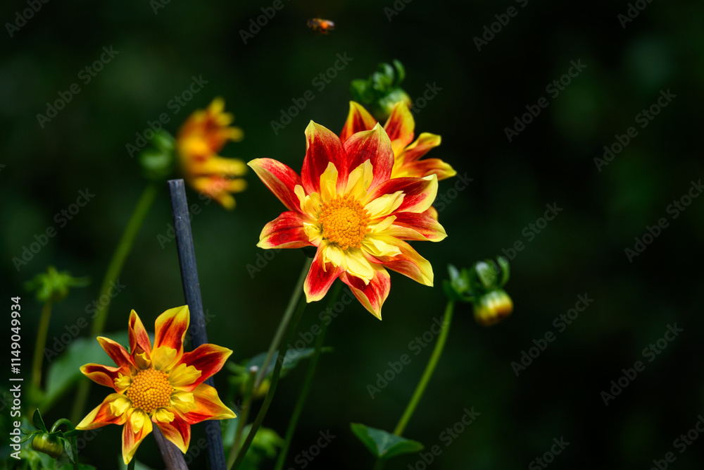 Closeup of vibrant orange and yellow dahlia flowers blooming in a fall garden, dramatic nature background
Closeup of vibrant orange and yellow dahlia flowers blooming in a fall garden, dramatic nature background