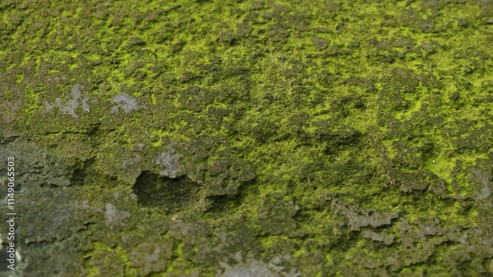 Time lapse of textured background of wet green moss close up on floor, with copy space
