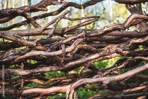 A fence made of willow branches in the garden. Wooden fence from branches of Salix matsudana 