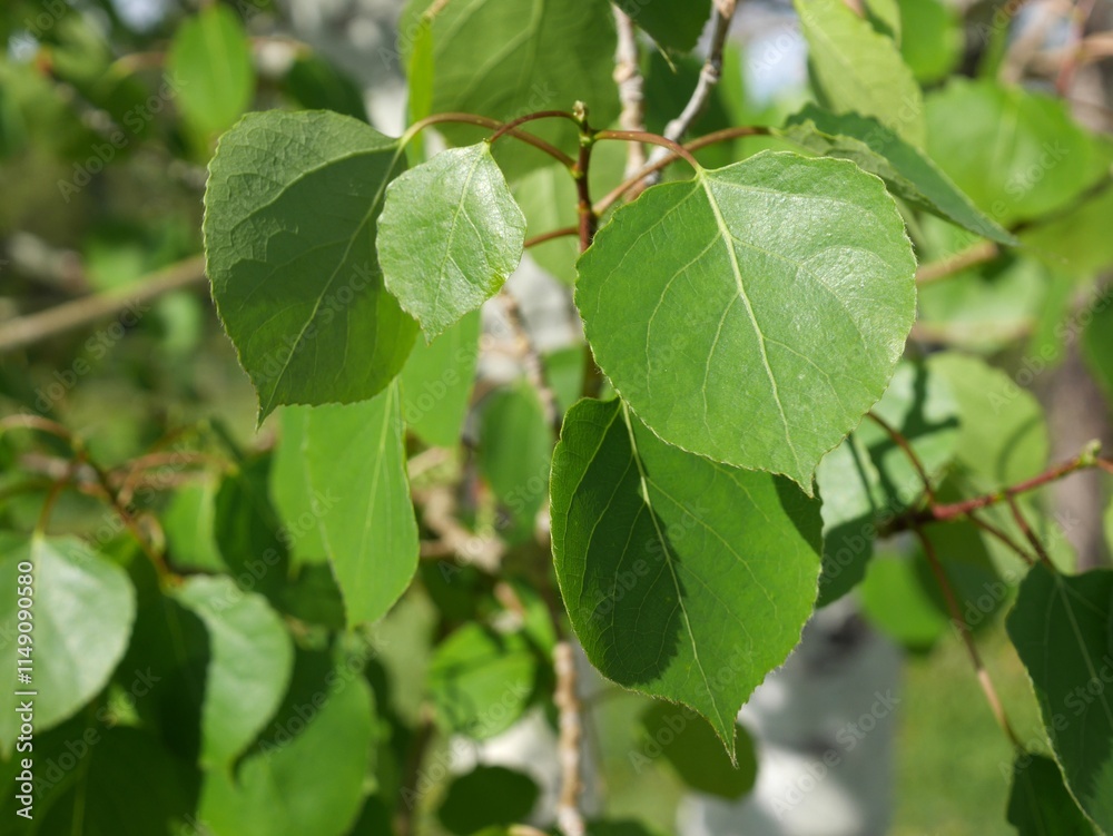 New aspen leaves in spring, Colorado New aspen leaves in spring, Colorado