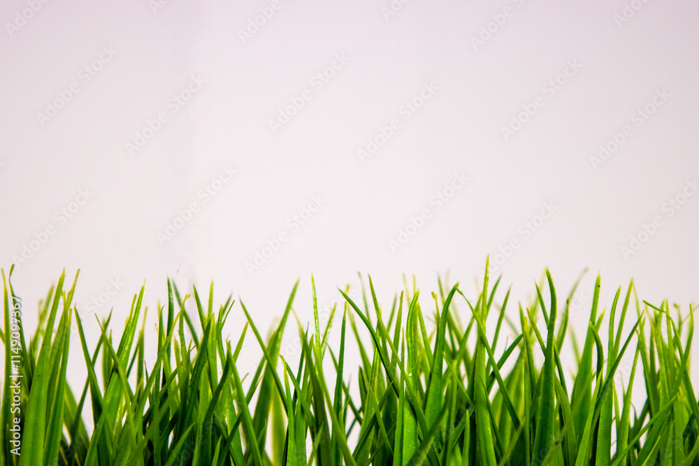 Fototapeta premium Grass white background