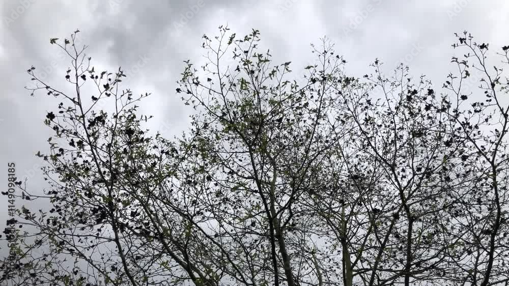 Speath alder (Alnus spaethii) - crown - April Speath alder (Alnus spaethii) - crown - April