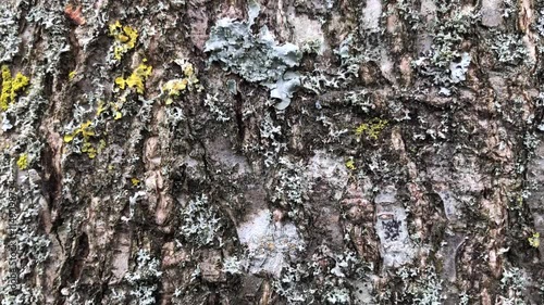 Speath alder (Alnus spaethii) - trunk / bark - April photo