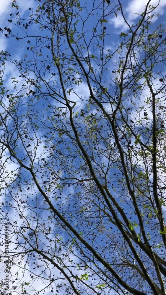 Speath alder (Alnus spaethii) - canopy - April Speath alder (Alnus spaethii) - canopy - April