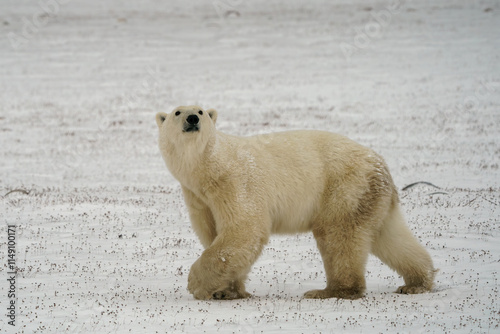 Solitary polar bear gazing at the camera in Churchill Canada