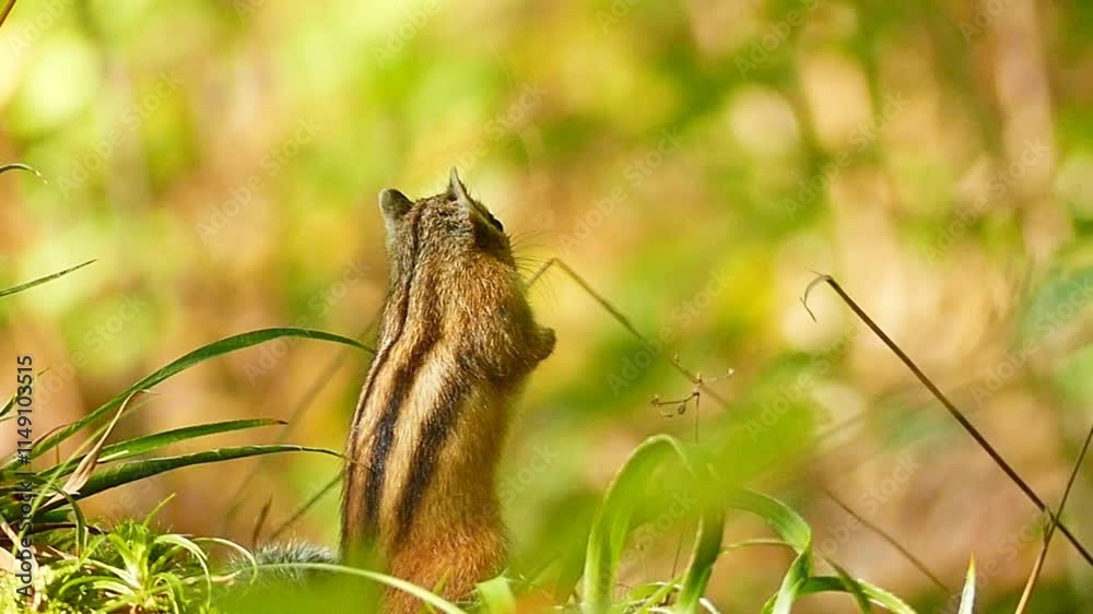 chipmunk in a forest 