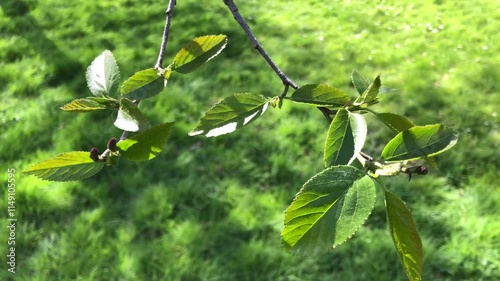 Speath alder (Alnus spaethii) - leaves - April photo