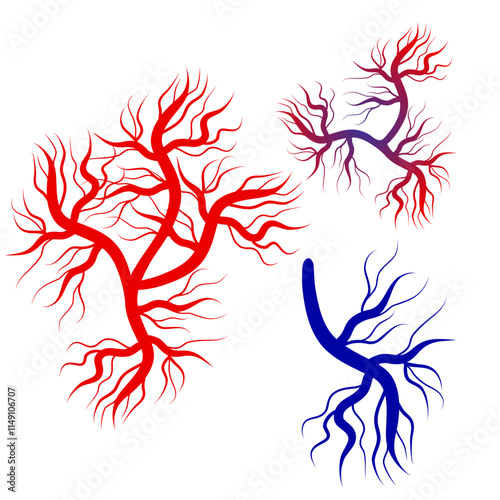 Human blood veins and arteries capillaries bloodstream