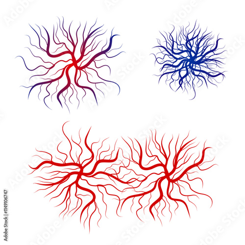 Human blood veins and arteries capillaries bloodstream photo