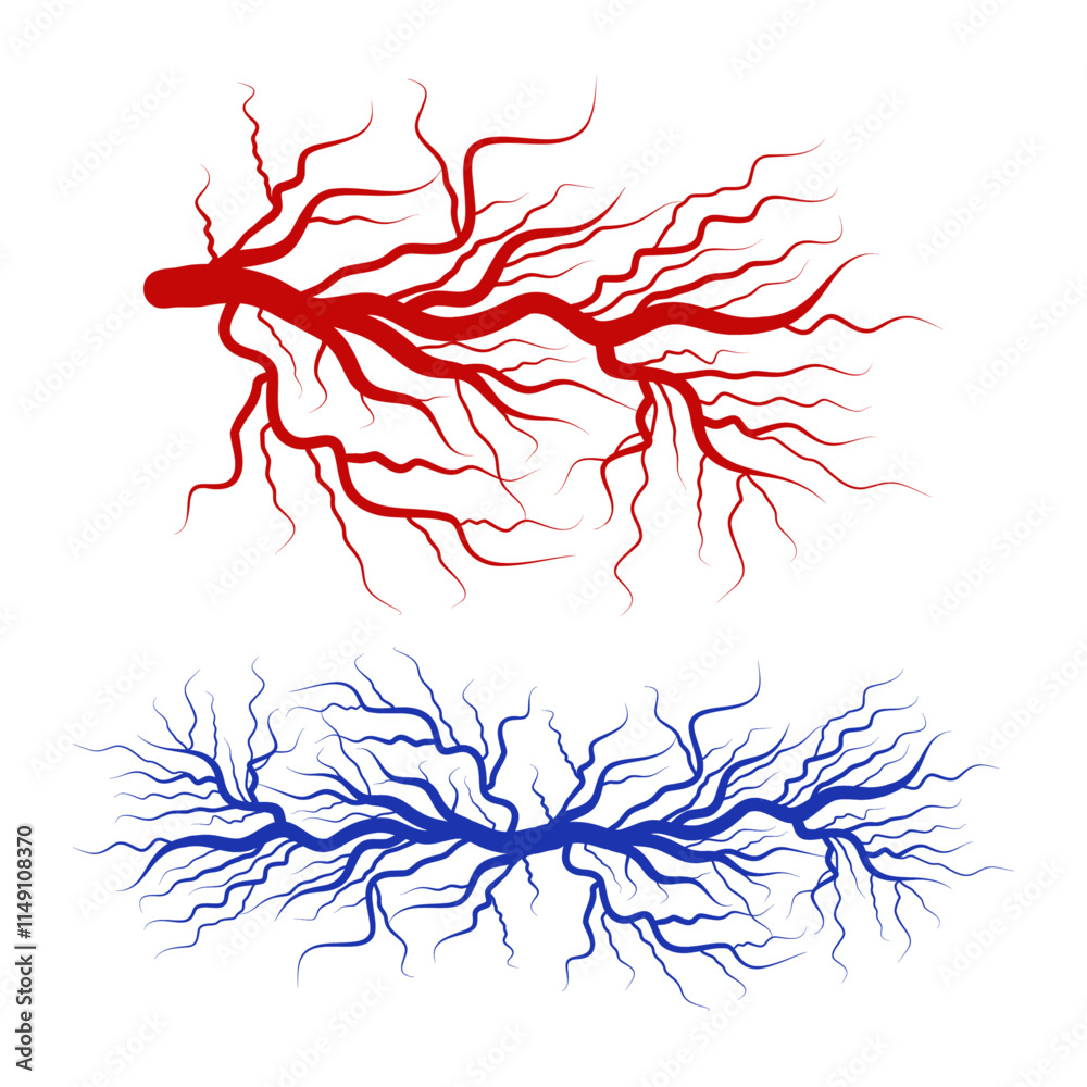 Human blood veins and arteries capillaries bloodstream Human blood veins and arteries capillaries bloodstream