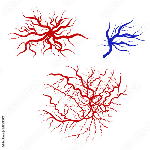 Human blood veins and arteries capillaries bloodstream