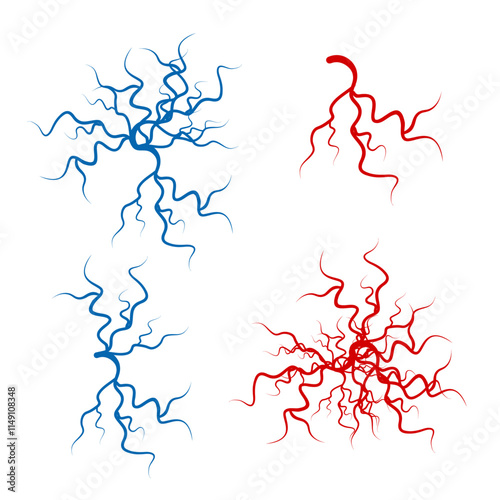 Human blood veins and arteries capillaries bloodstream