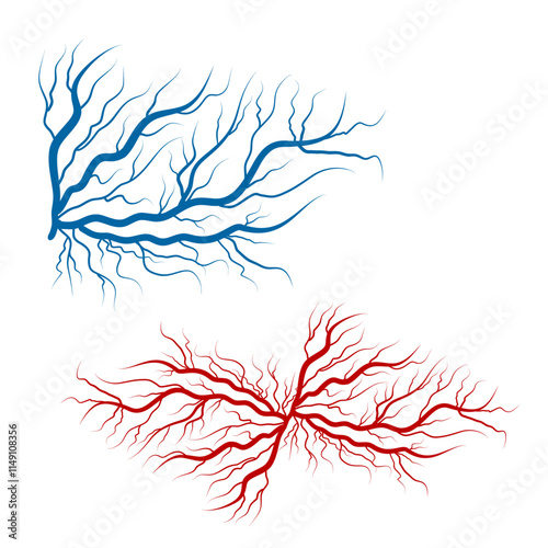 Human blood veins and arteries capillaries bloodstream