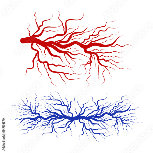 Human blood veins and arteries capillaries bloodstream