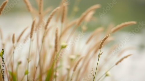 Blurred abstract background of water and plants in nature, water, abstract