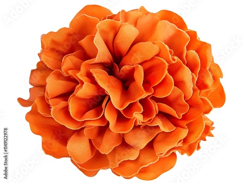 bright orange marigold flower with fine petals isolated on white background photo