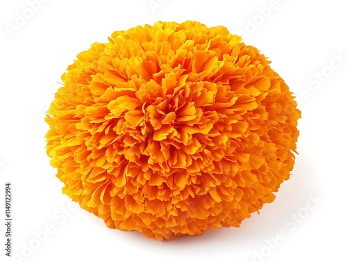 bright orange marigold flower with fine petals isolated on white background photo