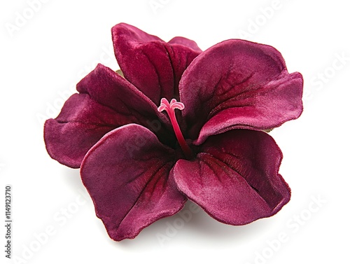 fuchsia petunia flower with velvety petals isolated on white background photo