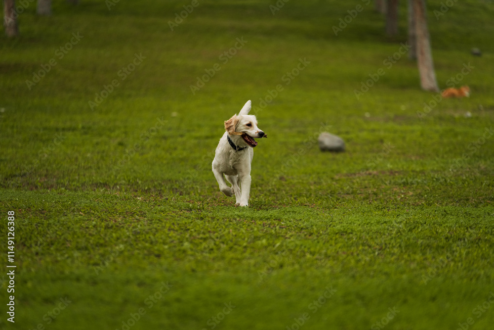 Golden Retriever Playing Fetch in a Green Field Golden Retriever Playing Fetch in a Green Field