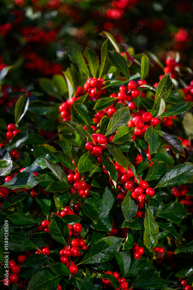 Christmas holiday nature background of green holly leaves and red berries on an Ilex Verticillata Winterberry plant
Christmas holiday nature background of green holly leaves and red berries on an Ilex Verticillata Winterberry plant