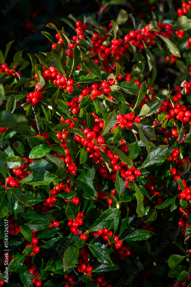 Obraz premium Christmas holiday nature background of green holly leaves and red berries on an Ilex Verticillata Winterberry plant 