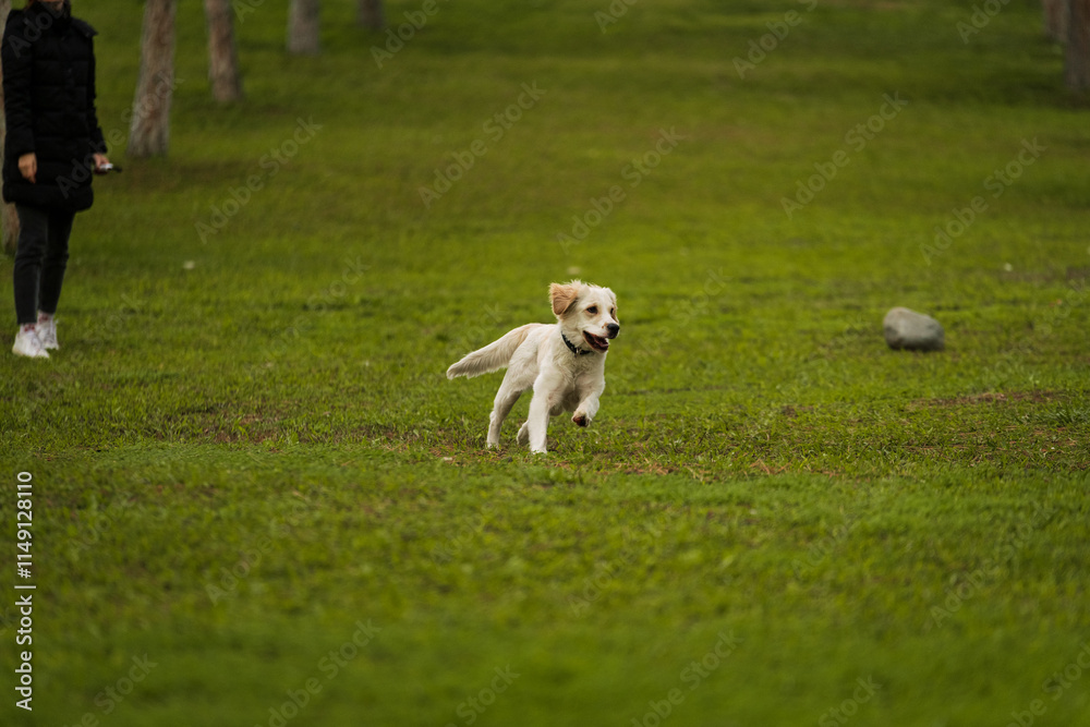 Golden Retriever Playing Fetch in a Green Field Golden Retriever Playing Fetch in a Green Field