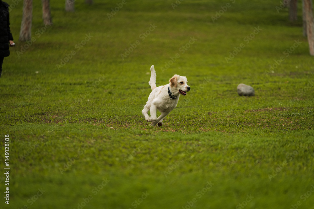 Golden Retriever Playing Fetch in a Green Field Golden Retriever Playing Fetch in a Green Field