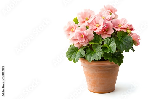 Wallpaper Mural pink begonia plant in a small terracotta pot isolated on white background Torontodigital.ca