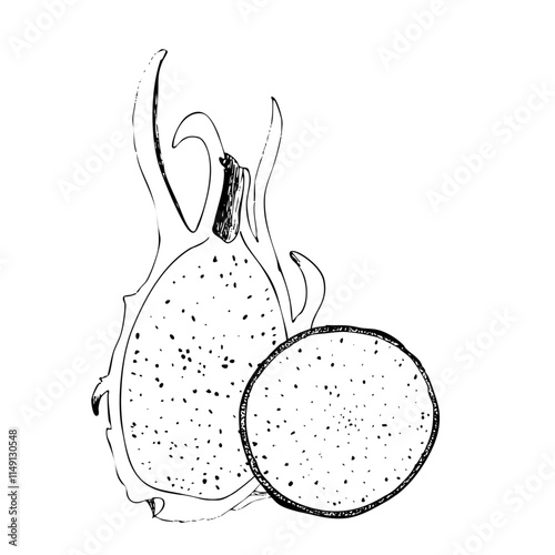Dragonfruit graphic vector composition isolated on white background. High quality hand drawn black and white art for kitchen items design, packages, restaurant menu, perfume, label, logo and decor