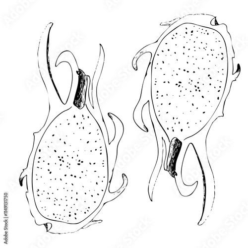 Dragonfruit ink graphic vector seamless pattern isolated on white background. High quality hand drawn black and white art for food design, packages, restaurant menu, fruit ads, label, logo and decor