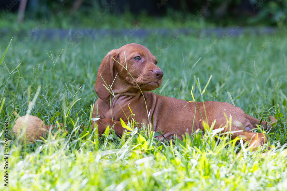 Hungarian Vizsla puppy dog playing with ball in long grass Hungarian Vizsla puppy dog playing with ball in long grass