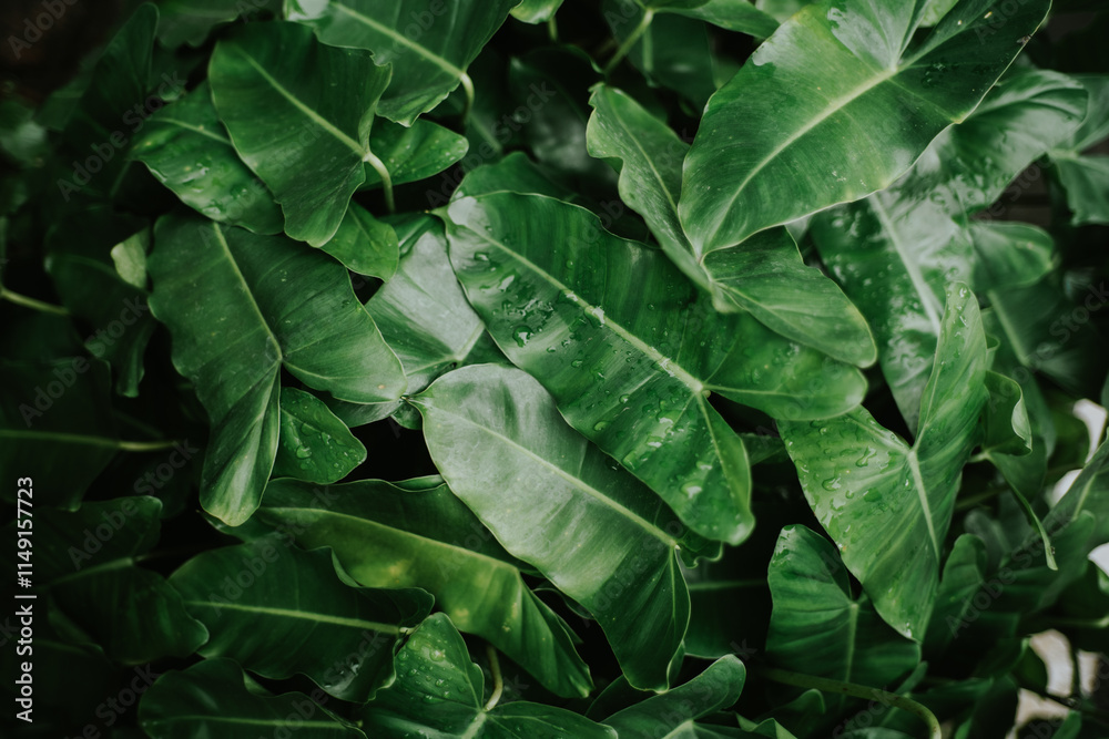 Fototapeta premium green leaves of a plant