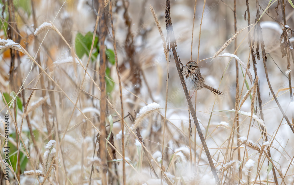 Fototapeta premium Song sparrow perched on a branch.