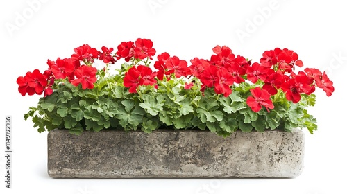 red geranium plant in a rectangular stone pot isolated on white background
