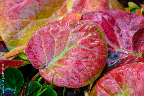 Vibrant fall color in the garden, Bergenia Plant leaves in bright red, orange, and green, wet from a fresh rain, as a nature background
 photo