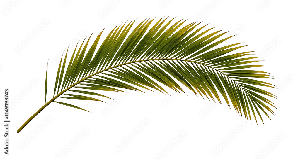 Fototapeta premium Lush Green Palm Frond Tropical Leaf Isolated on White Background