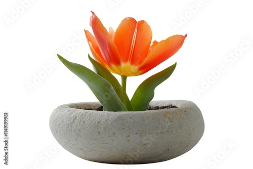 bright orange tulip plant in a round stone pot isolated on white background photo