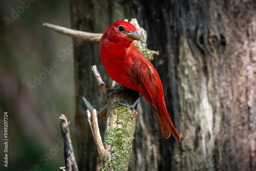Summer Tanager